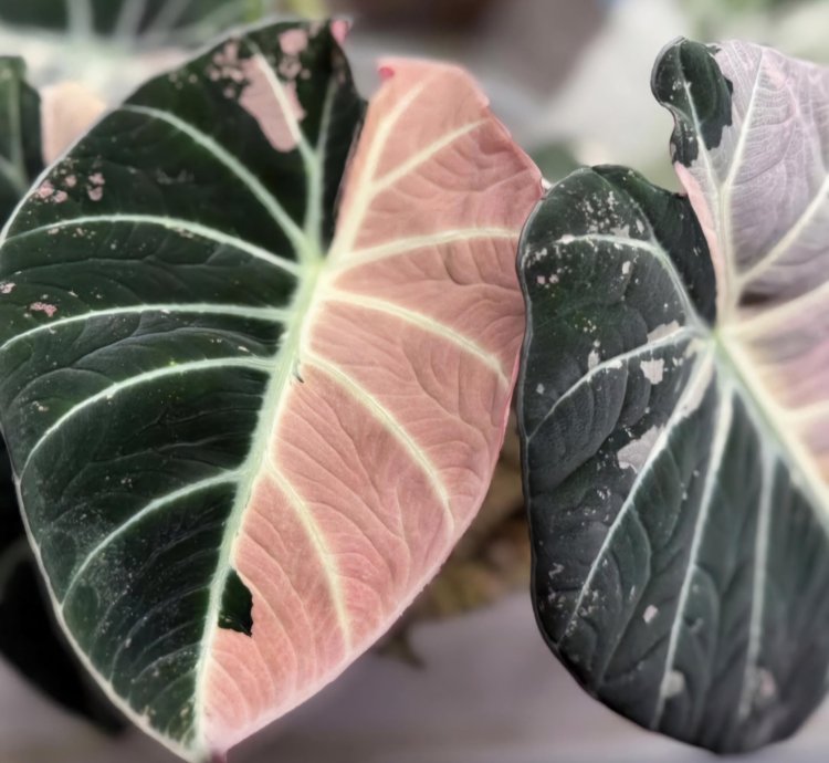 Alocasia Black Velvet Pink Variegated – Planting Corms