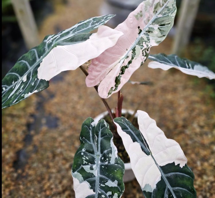 Alocasia Chantrieri Variegated – Planting Corms