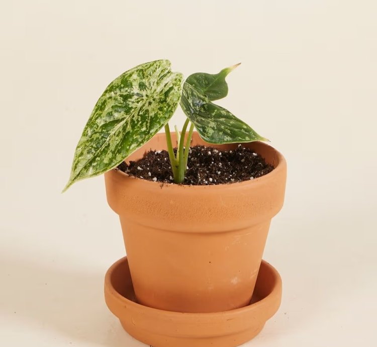 Alocasia Dragon Scale Mint Variegated – Baby Plant