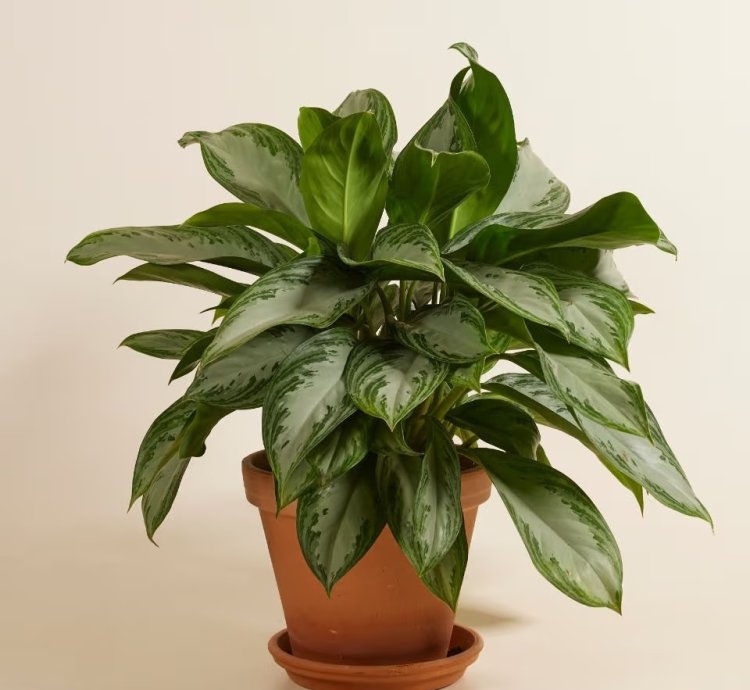 Aglaonema Chinese Evergreen 'Silver Bay' – Live Plant
