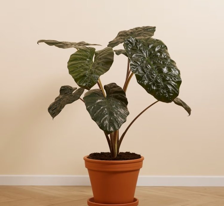Alocasia 'Yucatan Princess' – Elephant Ears Plant
