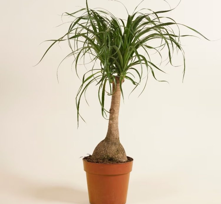Beaucarnea Recurvata – Ponytail Palm Plant