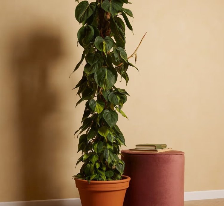 Philodendron Scandens – Brazilian Heartleaf Plant