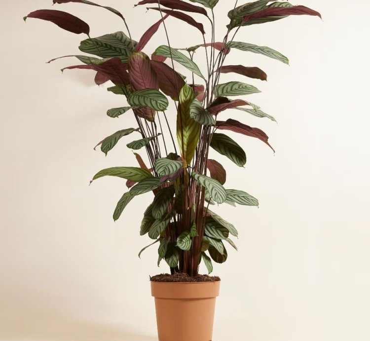 Calathea oppenheimiana – Prayer Plant