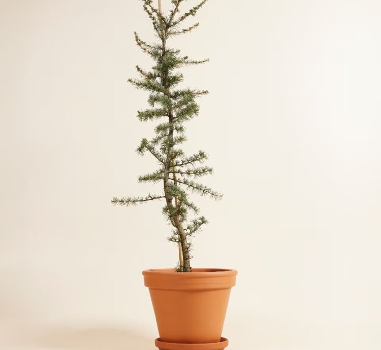 Cedrus libani ‘Glauca’ – Blue Lebanon Cedar Plant