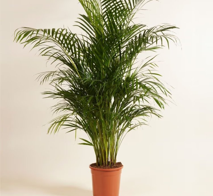 Cissus Discolor – Rex Begonia Vine