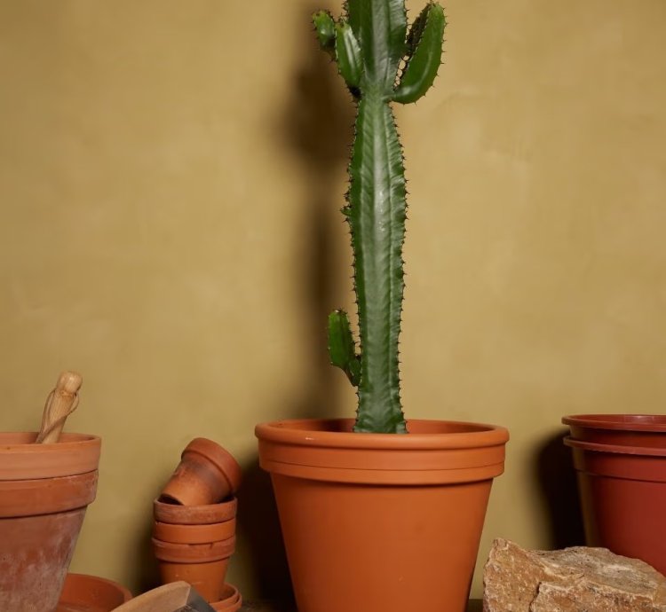 Euphorbia acrurensis – African Cactus Euphorbia Plant