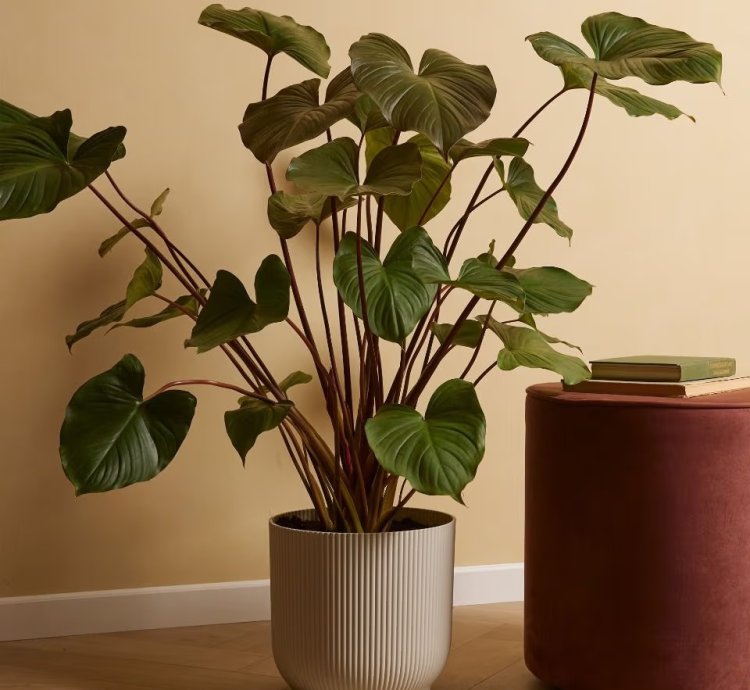 Homalomena rubescens 'Maggy' – Tropical Foliage Plant