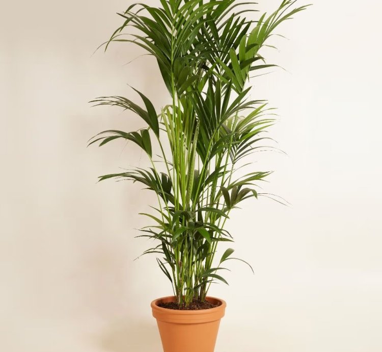 Kentia Palm – Howea forsteriana Plant