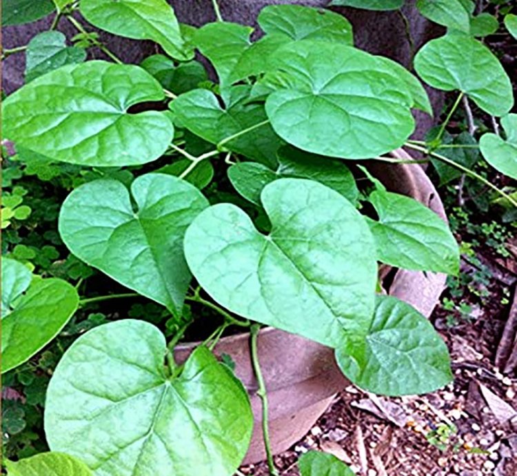 Giloy Plant (Tinospora cordifolia)