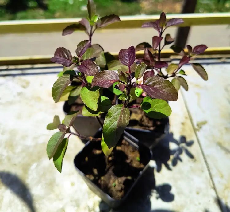 Holy Basil (Krishna Tulsi) – Live Potted Plant for Balcony or Outdoor Spaces