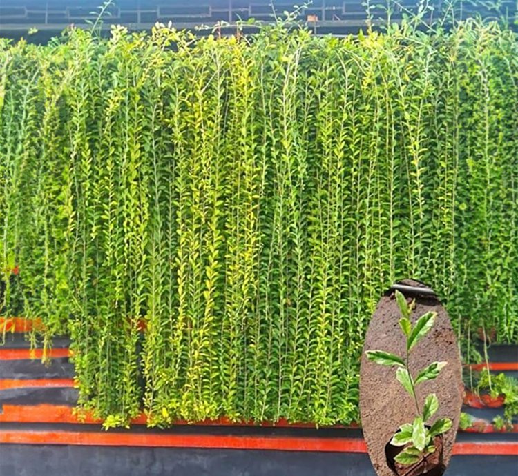 Curtain Creeper (Vernonia) – Live Climbing Vine for Indoor/Outdoor Decoration