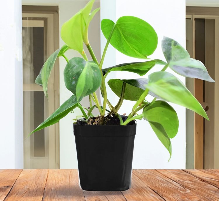 Philodendron Brasil – Live Hanging Plant for Indoor and Garden Decor