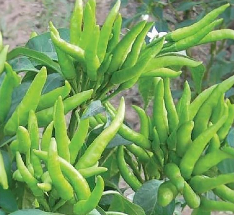 Hybrid Chilli Pepper Seed / Hot Bengali Surajmukhi 100+ Seeds