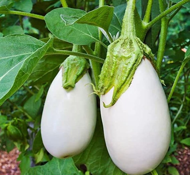 Brinjal (Eggplant) Seeds – Black & White Round Variety | Pack of 25+ Seeds