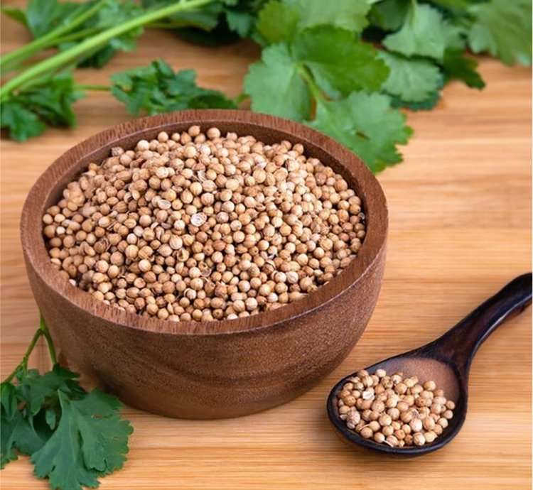 Coriander Seeds for Home Gardening – Dhania / Chinese Parsley | 100+ Seeds