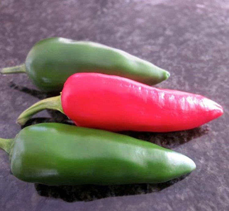 Bullet Green Chili Seeds (Capsicum annuum) – Pack of 100+ Vegetable Seeds