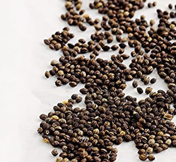 Papaya Seeds (Carica papaya) – Pack of 100+ Fruit Seeds