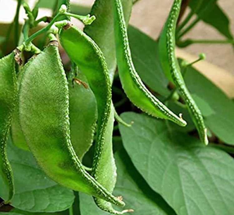 Lima Bean Seeds (Dolichos) – Fresh Vegetable Seeds | Pack of 25+