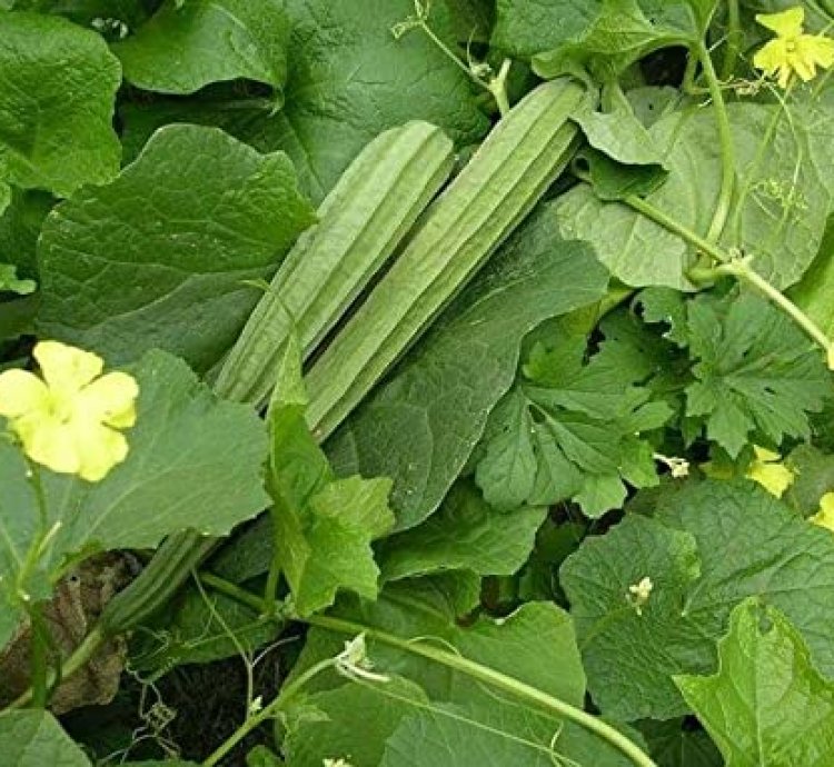 Luffa acutangula Seeds – Ridge Gourd / Torai for Home Gardening | Pack of 25+