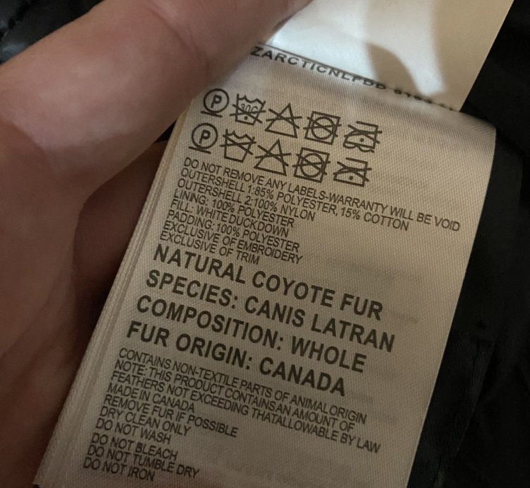 Canada goose