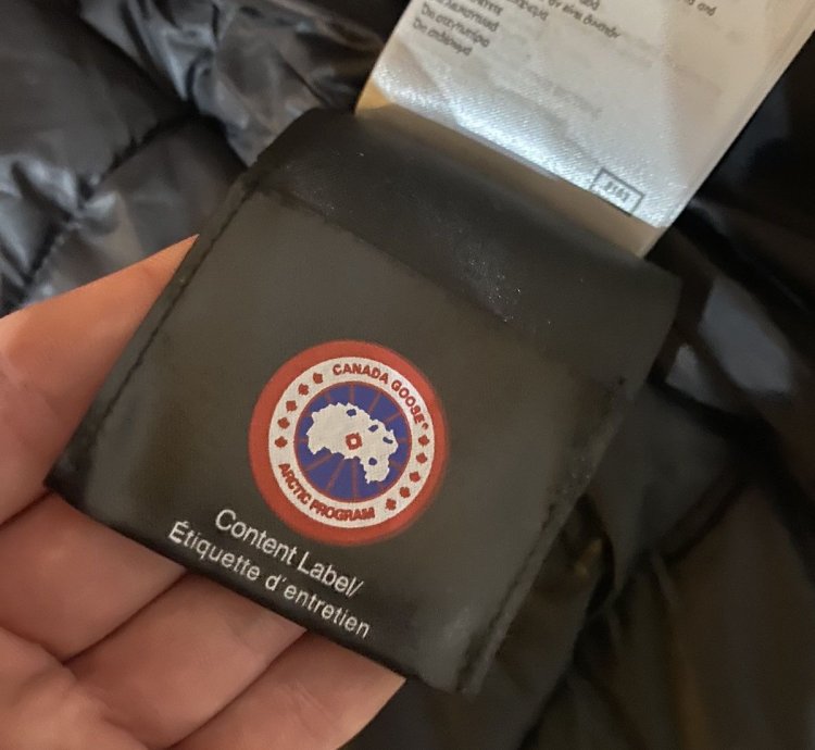 Canada goose