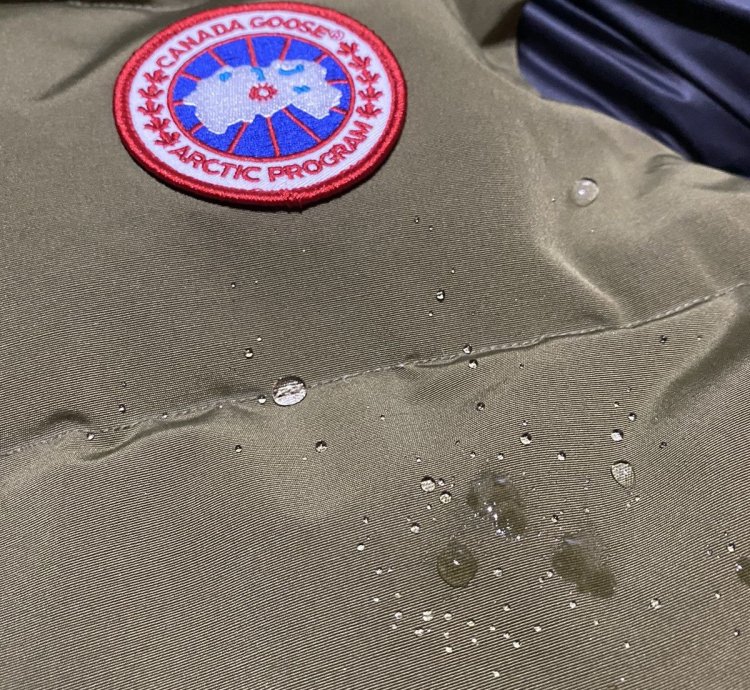 Canada goose