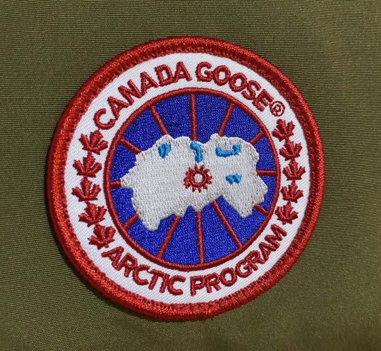 Canada goose