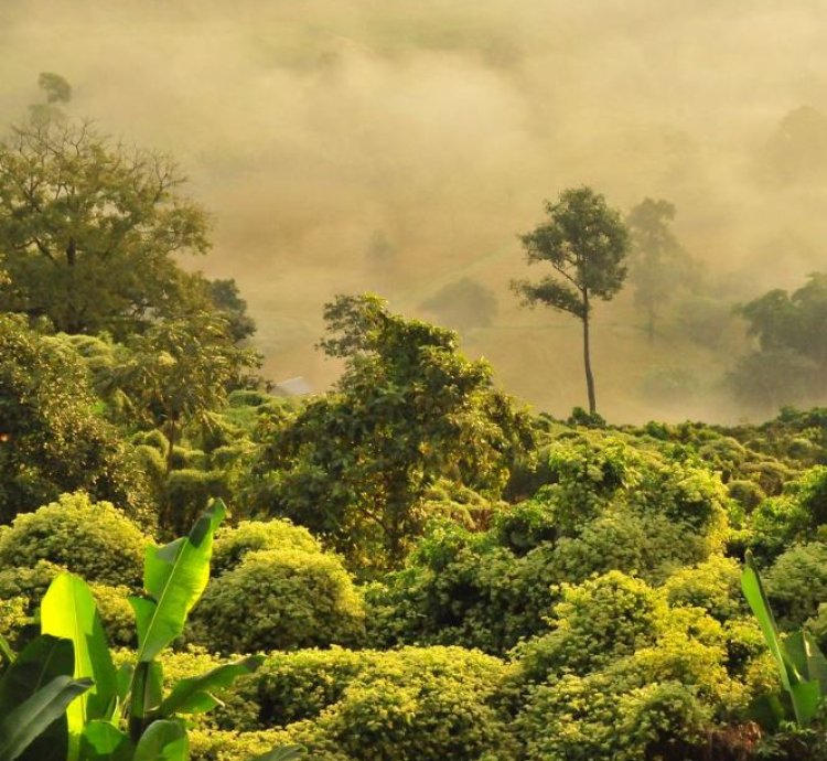 Tropical Misty Forest Digital Art Serene Jungle Morning Landscape
