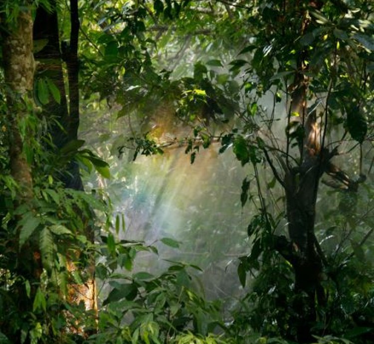 Mystic Rainforest Light Magical Jungle Digital Wall Art