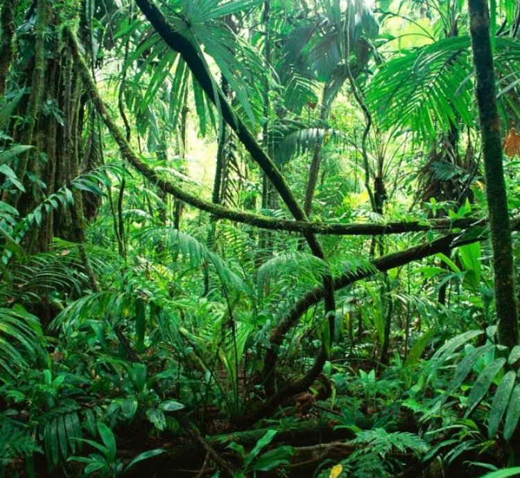 Lush Jungle Canopy High-resolution Tropical Forest Digital Print