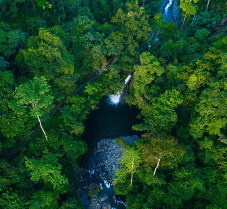 Aerial Rainforest Serenity Tropical Waterfall Print