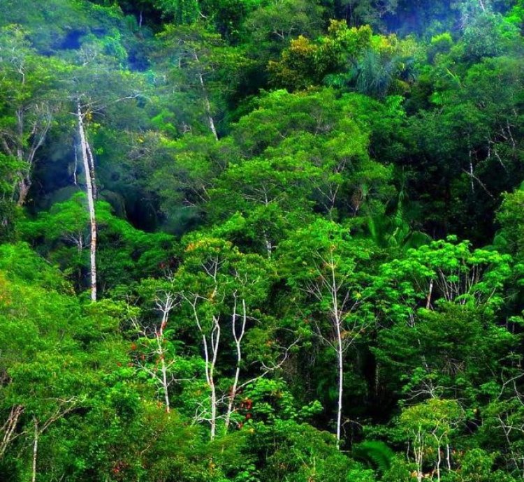 Emerald Lush Digital Rainforest Wall Art