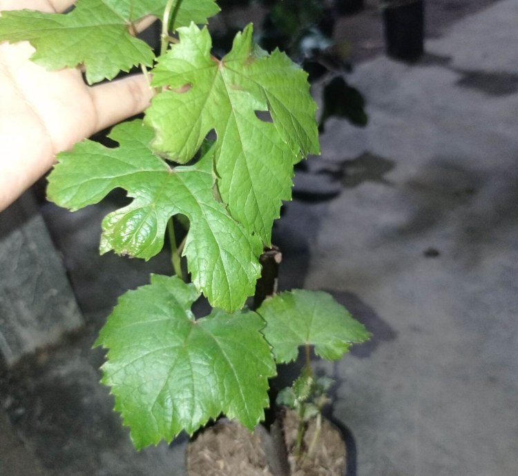 Grape Roman Ruby Grafted Fruit Tree