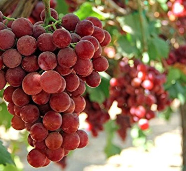 Grape Roman Ruby Grafted Fruit Tree