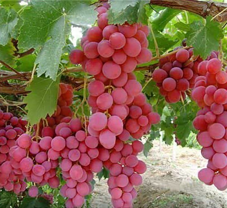 Grape Roman Ruby Grafted Fruit Tree