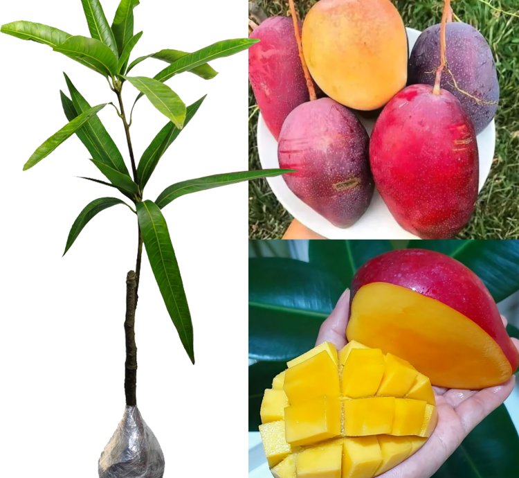 Grafted Manggo Miyazaki Plants Free Phytosanitary