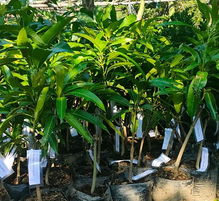 Grafted Manggo Miyazaki Plants Free Phytosanitary