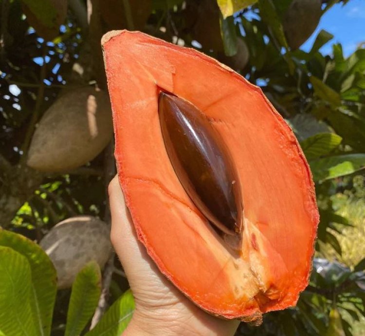 Mamey Sapote Grafting Pouteria Sapota Giant Sawo