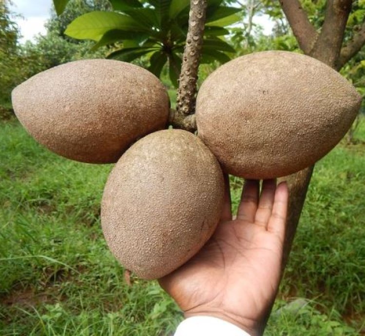 Mamey Sapote Grafting Pouteria Sapota Giant Sawo