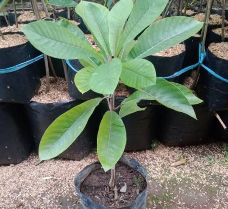 Mamey Sapote Grafting Pouteria Sapota Giant Sawo
