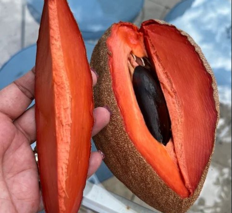 Mamey Sapote Grafting Pouteria Sapota Giant Sawo