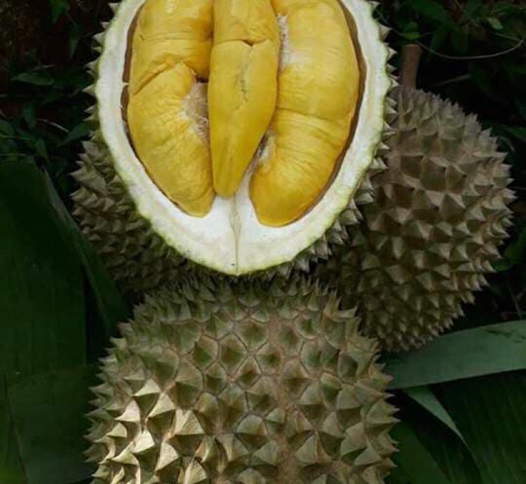 Musang King Legend durio Zibethinus