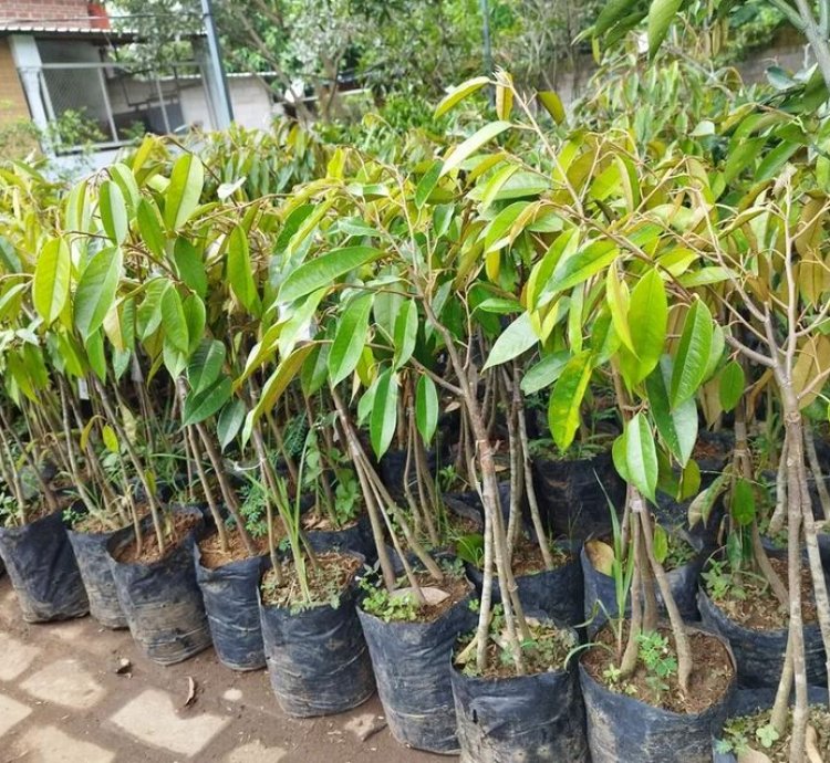 Musang King Legend durio Zibethinus