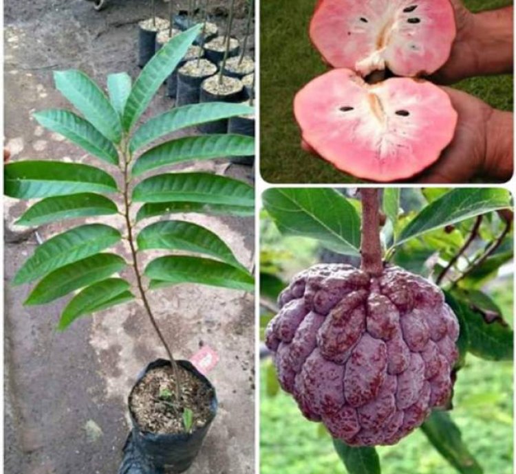 Red Soursop Grafted Fruit Tree