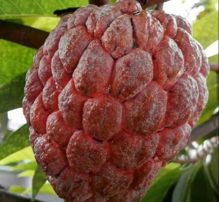 Red Soursop Grafted Fruit Tree