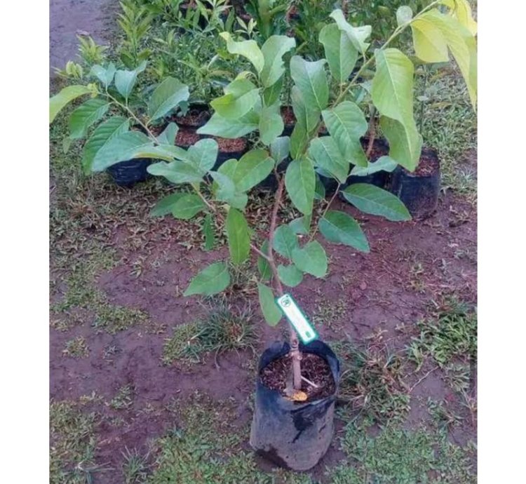 Red Soursop Grafted Fruit Tree