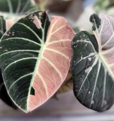 Alocasia Black Velvet Pink Variegated – Planting Corms