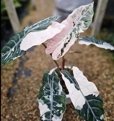 Alocasia Chantrieri Variegated – Planting Corms