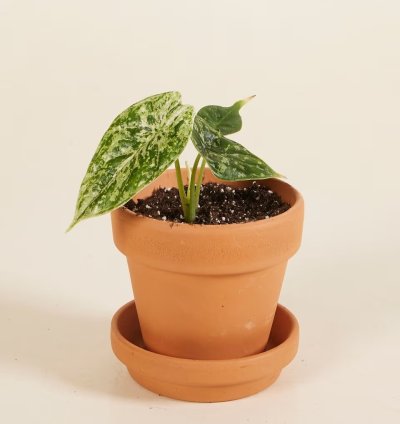 Alocasia Dragon Scale Mint Variegated – Baby Plant